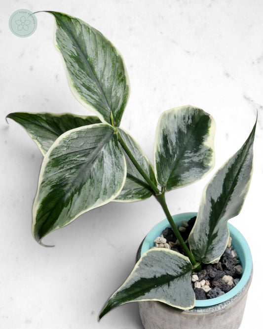 Hoya polyneura 'Diem Fairy Queen' (albo silver) 🌱 cutting