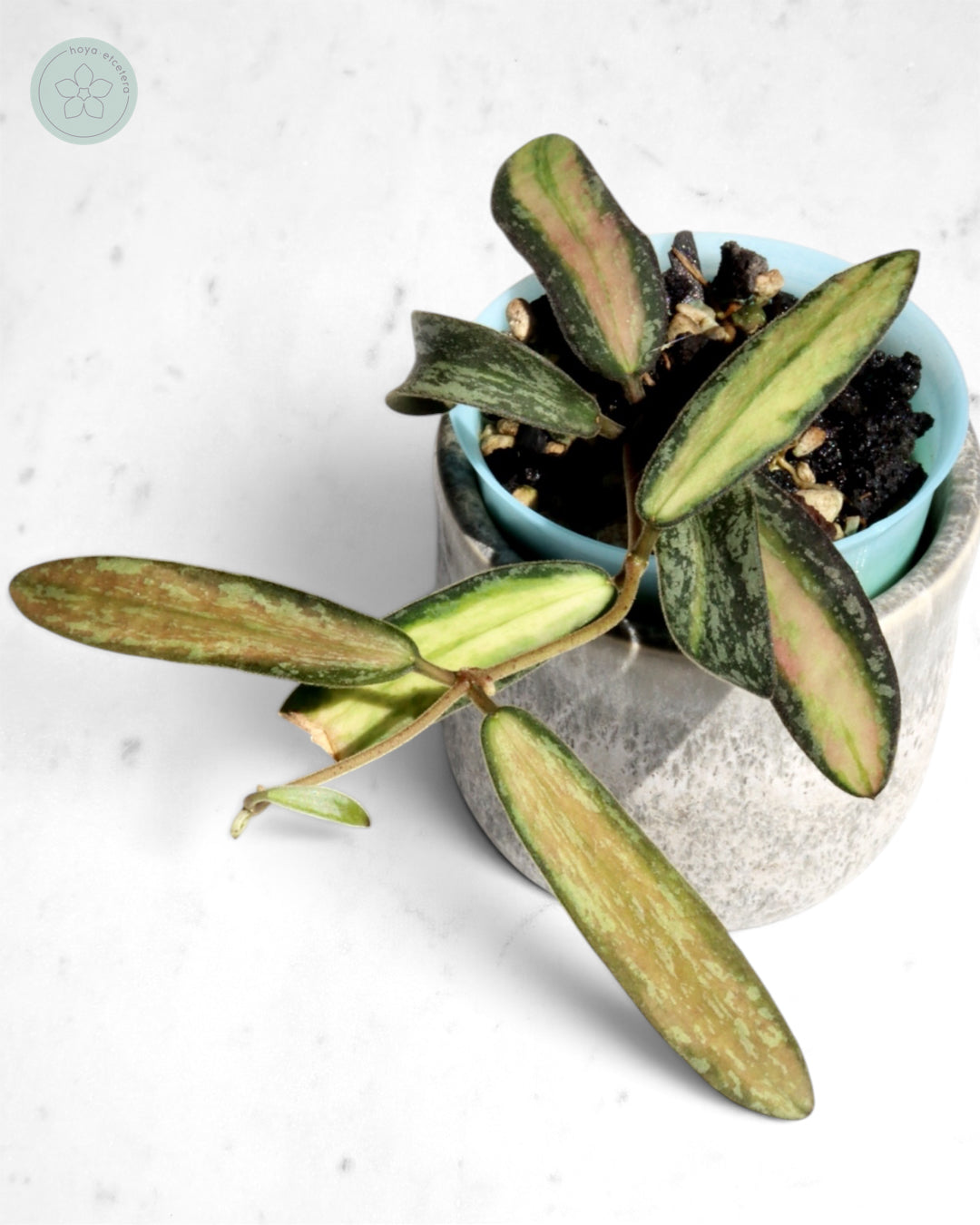 Hoya sigillatis (variegated splash)