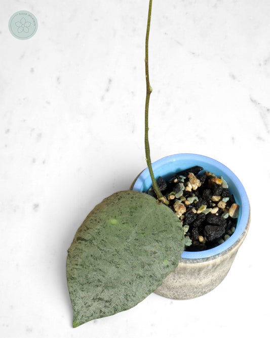 Hoya caudata 'Argene'
