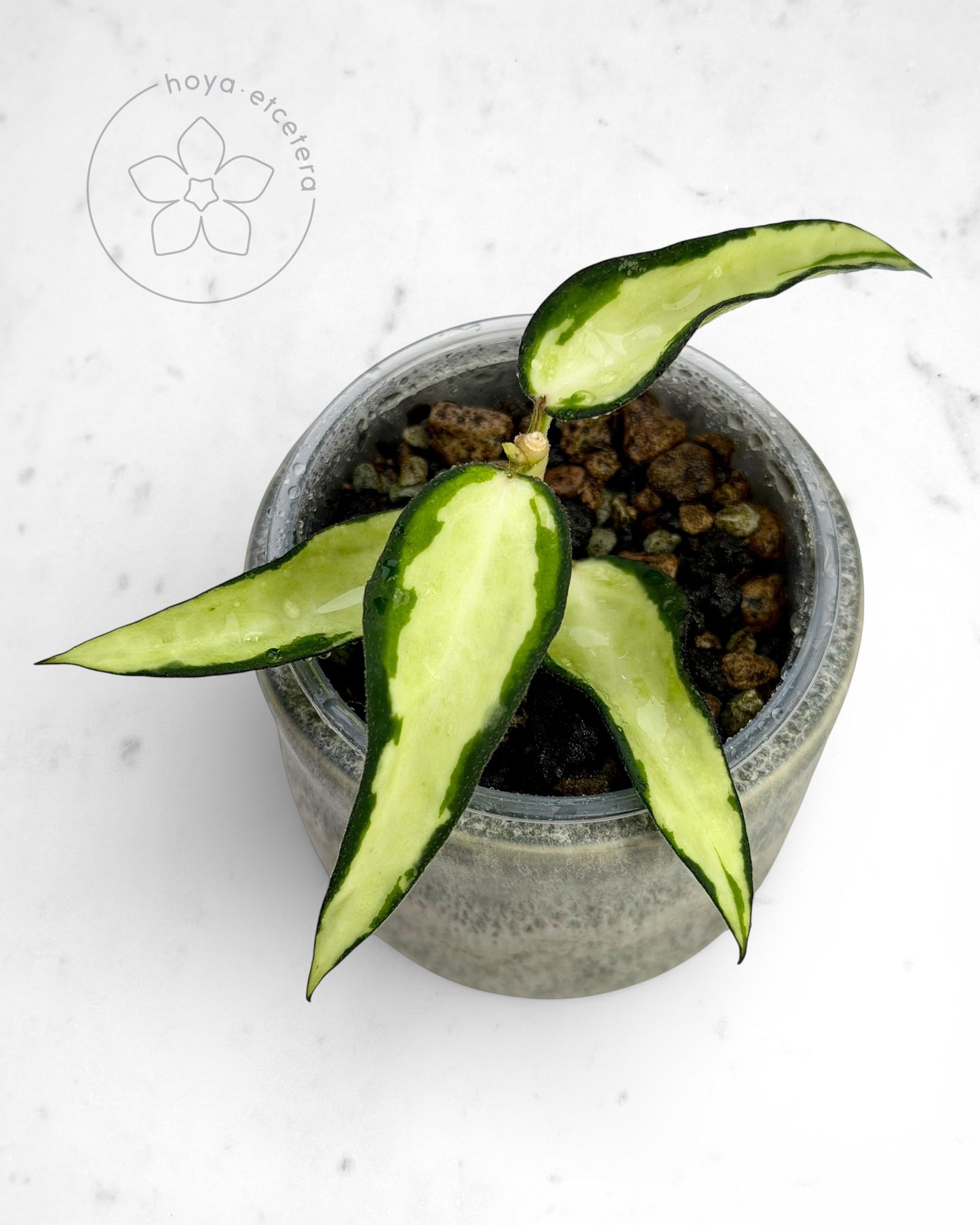 Hoya burmanica (variegated)