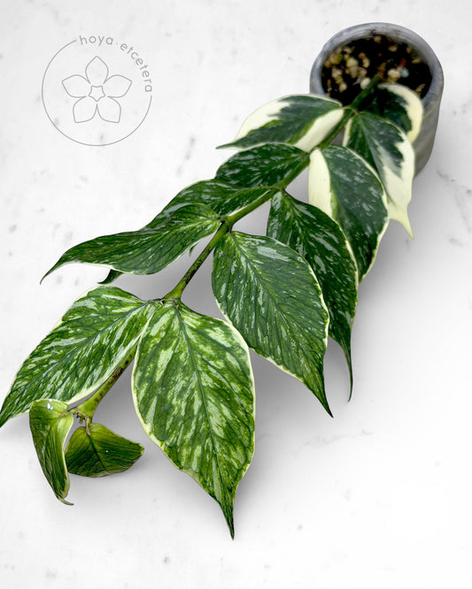FREE JASMINKA cutting on $250+ orders (Code FREE250)