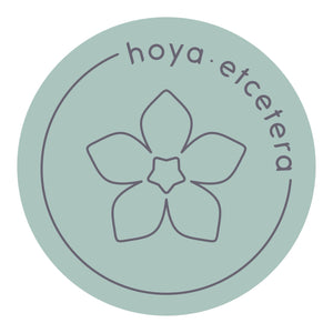 Hoya lyi 'Prism'