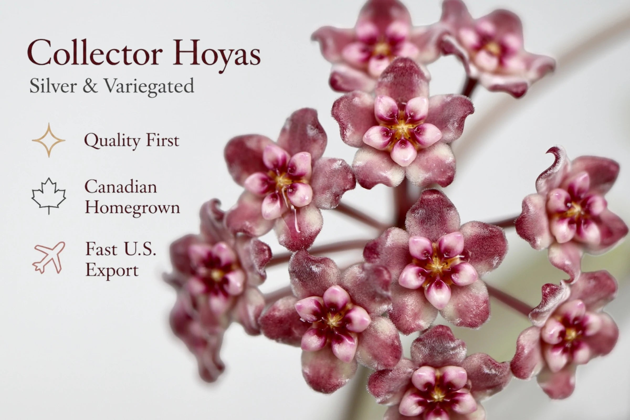 Collector Hoyas with silver and variegated foliage, homegrown in Canada with fast U.S. export.